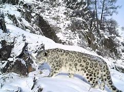 关于海南海口取得胜利，新疆天山雪豹难以奋起直追的信息